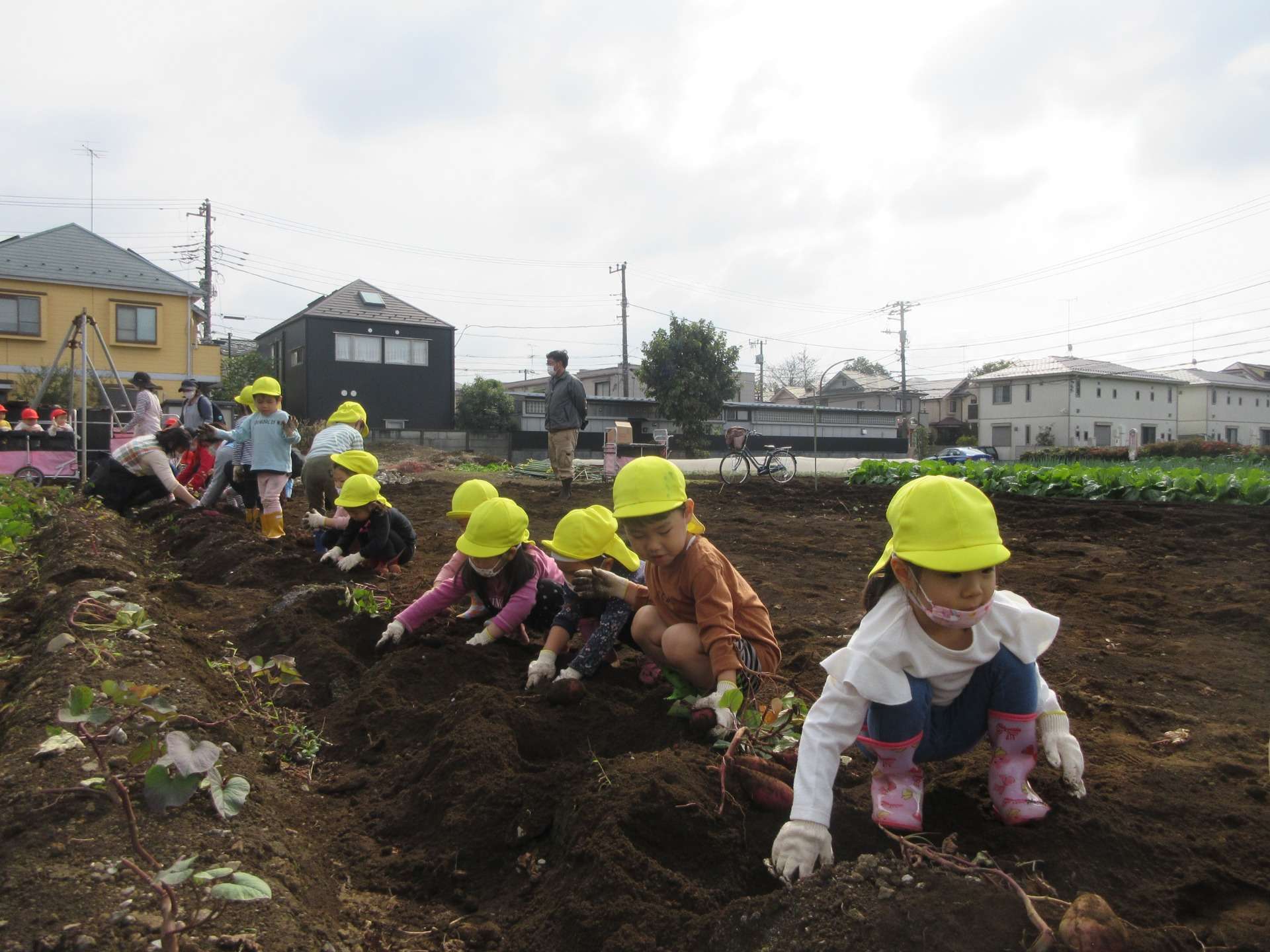 【武蔵野市】年間行事のひとつ、芋掘り体験【むくむくみらい保育園】